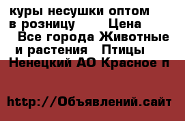 куры несушки.оптом 170 в розницу 200 › Цена ­ 200 - Все города Животные и растения » Птицы   . Ненецкий АО,Красное п.